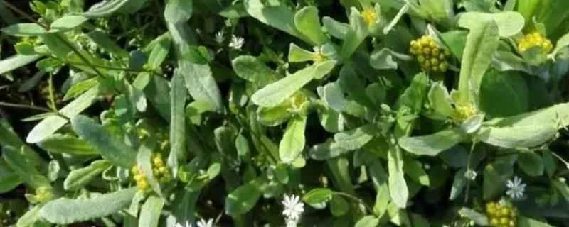 ハクサンソウの薬効は何ですか？尿酸値を下げる効果はありますか？