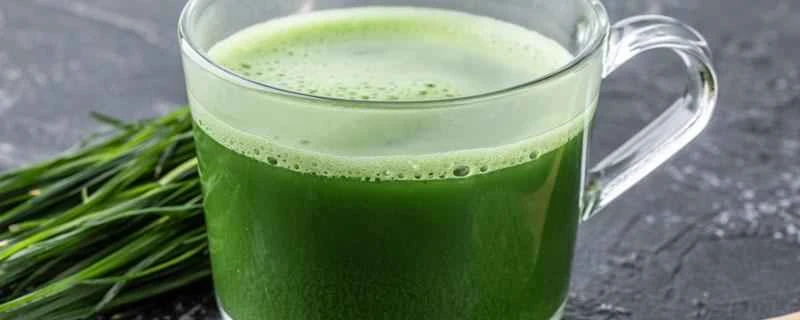 大麦若葉ジュースは減量に役立ちますか？大麦若葉ジュースを飲むのに最適な時間はいつですか？