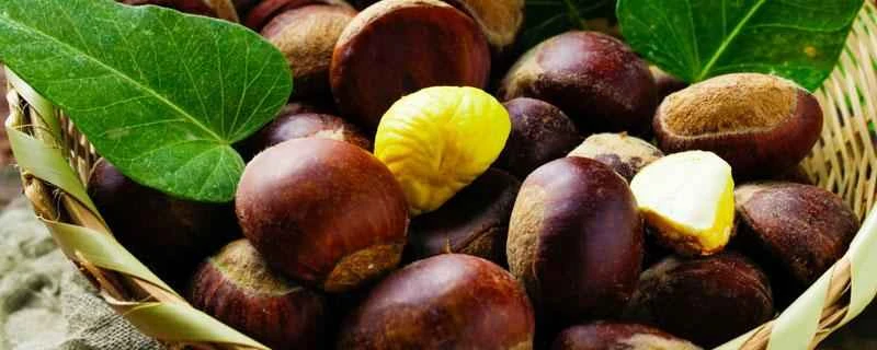 ダイエット中に栗を食べても大丈夫ですか？栗は減量や体重増加に効果がありますか？