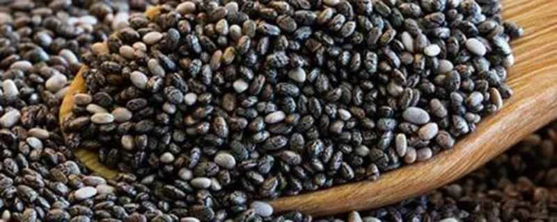 チアシードは減量に役立ちますか？チアシードとは何ですか？どのように減量に役立つのでしょうか？