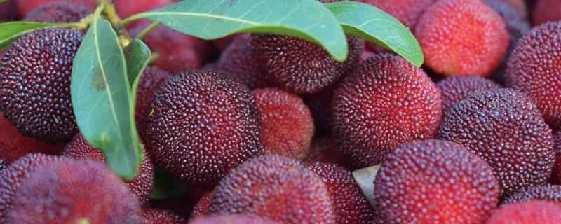 ダイエット中にベイベリーを食べても大丈夫ですか？ベイベリーは体重増加や減量を引き起こしますか？